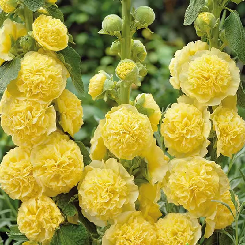 🌺 Семена на двоен жилов красавец – Засей магия в своята градина! 🌱