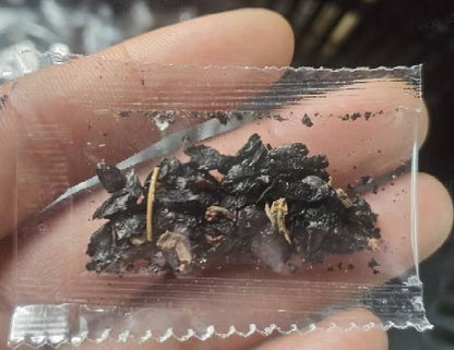 🌿 Редки семена на хости 🍃🎁 Купи 3, получи 3 безплатно! 🎉🛍️✨⏰ Ограничена оферта във времето! 🔥🎁