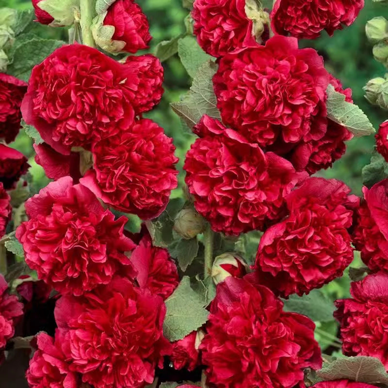 🌺 Семена на двоен жилов красавец – Засей магия в своята градина! 🌱