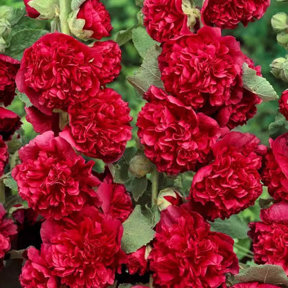 🌺 Семена на двоен жилов красавец – Засей магия в своята градина! 🌱