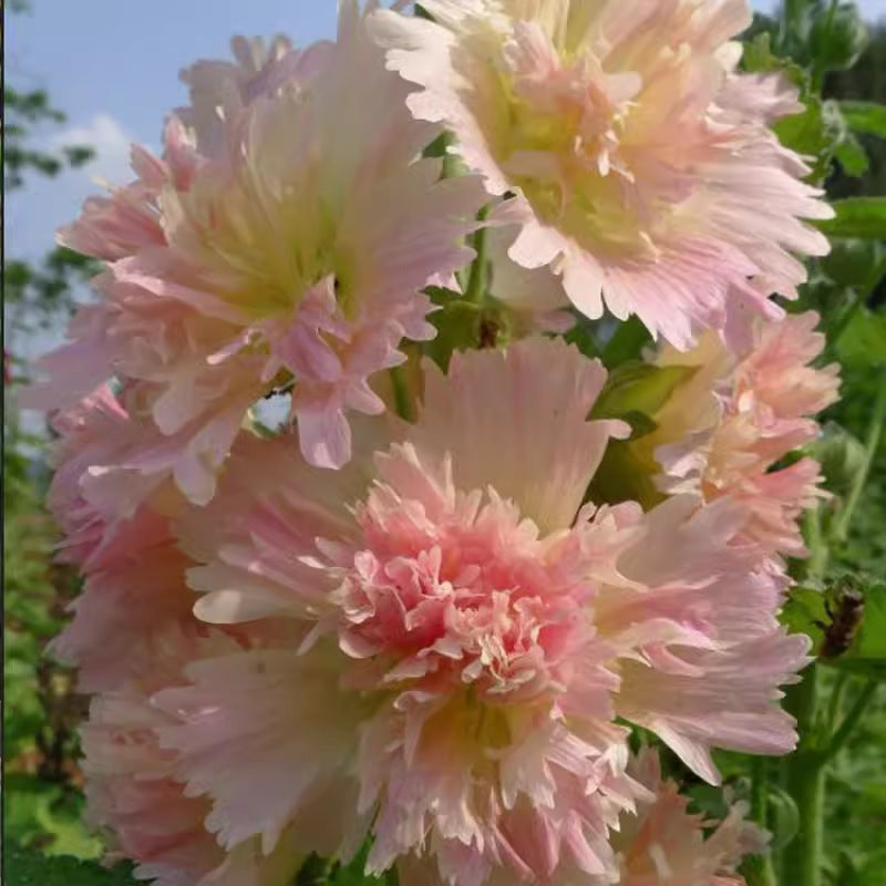 🌺 Семена на двоен жилов красавец – Засей магия в своята градина! 🌱