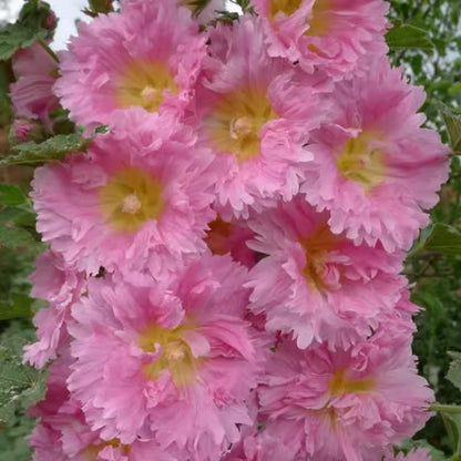 🌺 Семена на двоен жилов красавец – Засей магия в своята градина! 🌱