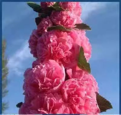 🌺 Семена на двоен жилов красавец – Засей магия в своята градина! 🌱