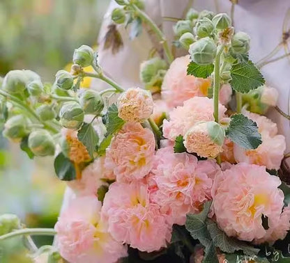 🌺 Семена на двоен жилов красавец – Засей магия в своята градина! 🌱
