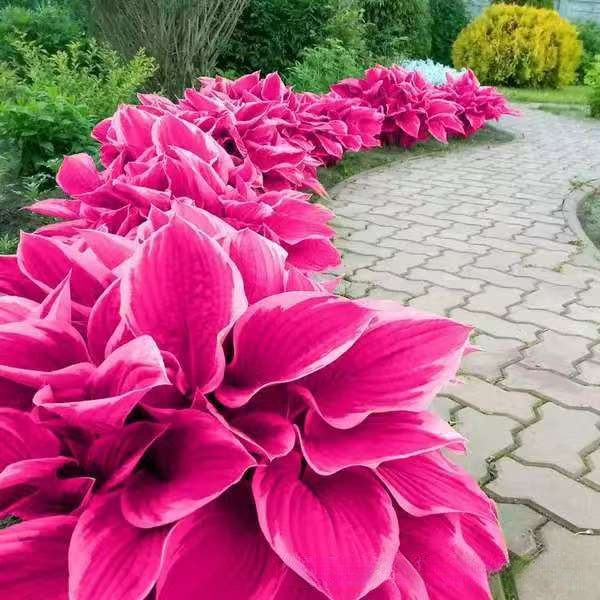 🌿 Редки семена на хости 🍃🎁 Купи 3, получи 3 безплатно! 🎉🛍️✨⏰ Ограничена оферта във времето! 🔥🎁